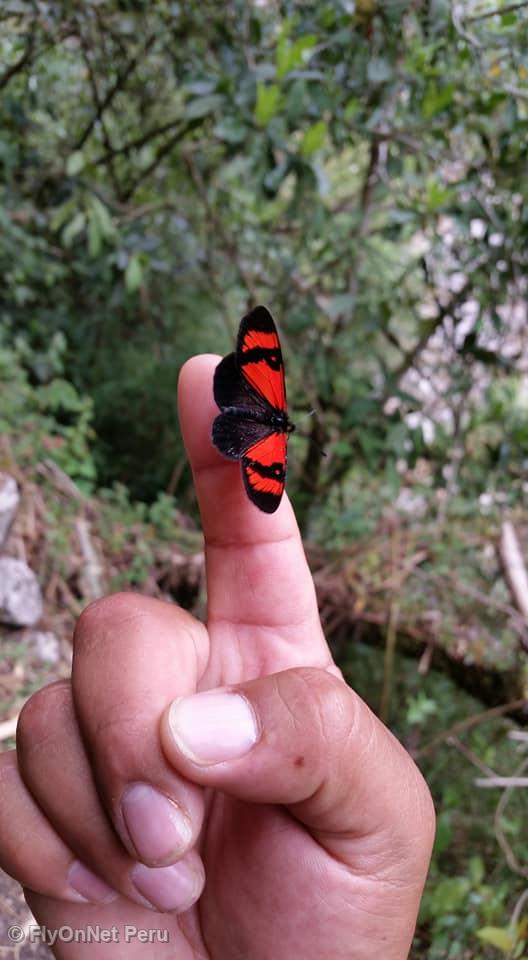 Álbum de fotos: Mariposa vista durante el trek