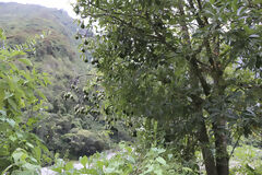 Plantación de Aguacates